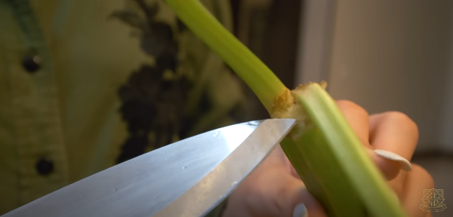 7 Cara menyimpan seledri ala Chelsea Olivia, tetap segar dan awet