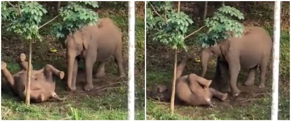 Momen pilu ibu gajah bangunkan anaknya, diduga mati tersengat listrik