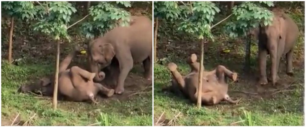 Momen pilu ibu gajah bangunkan anaknya, diduga mati tersengat listrik