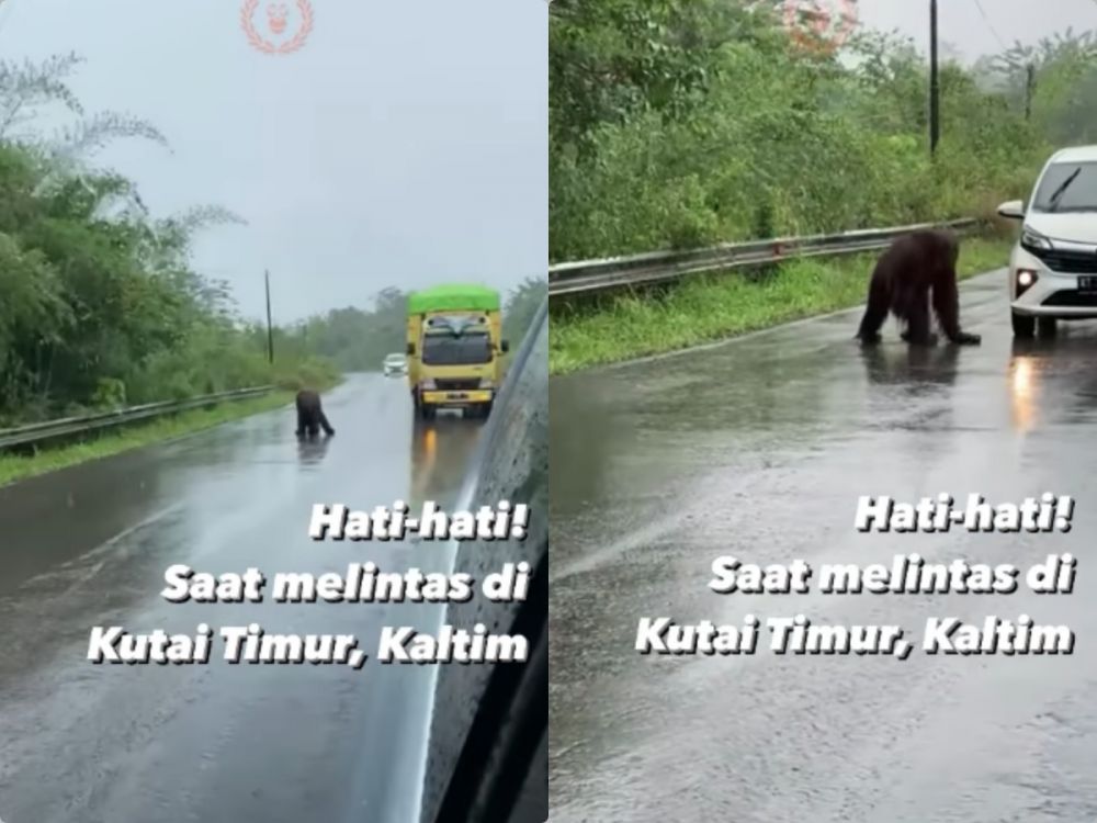 Momen orangutan hampir tertabrak mobil di Kalimantan ini bikin sedih