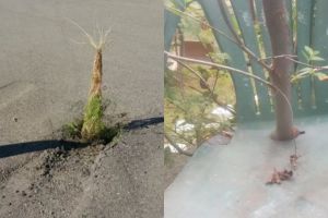 15 Potret tanaman muncul di tempat nggak biasa, ada di atas jok