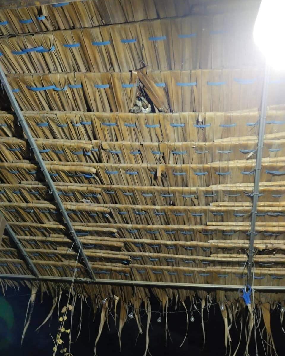 11 Momen lucu hewan waktu dipotret, penampakannya ngagetin