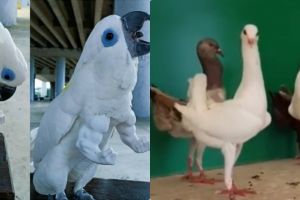 9 Potret lucu burung ini penampakannya antimainstream abis