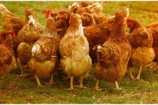 Kaget dengar musik keras, 63 ekor ayam mati karena serangan jantung