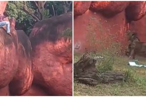 Nekat terobos kandang singa, alasan pria ini bikin geleng kepala