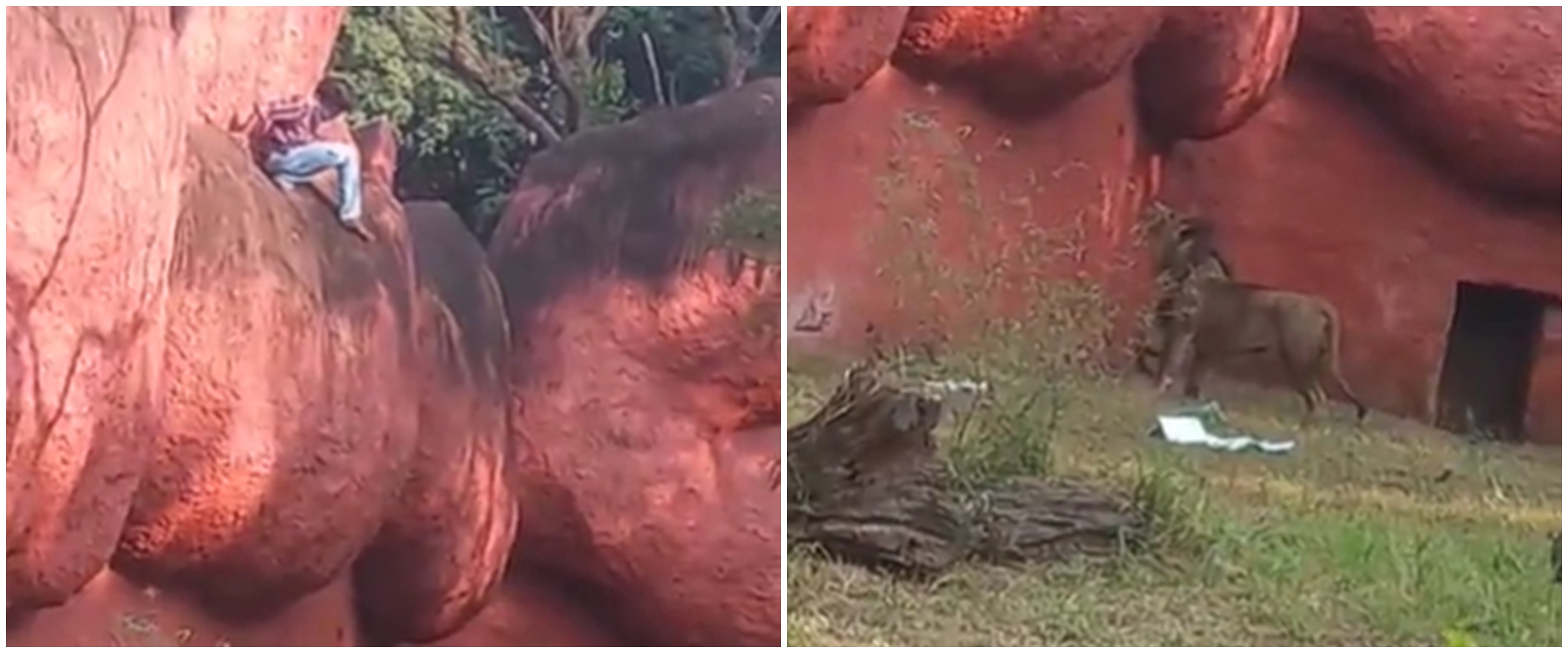 Nekat terobos kandang singa, alasan pria ini bikin geleng kepala