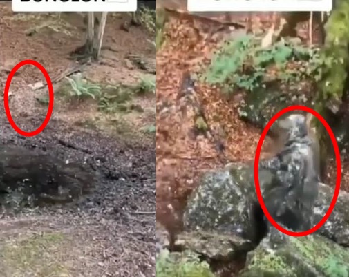 Aksi prajurit TNI saat lakukan kamuflase di hutan, bisa temukan?