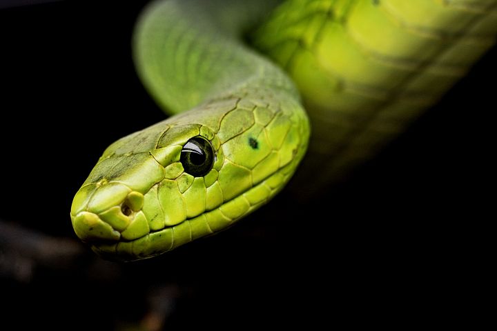 18 Arti mimpi ular menurut Islam dan para ahli, ada makna positifnya