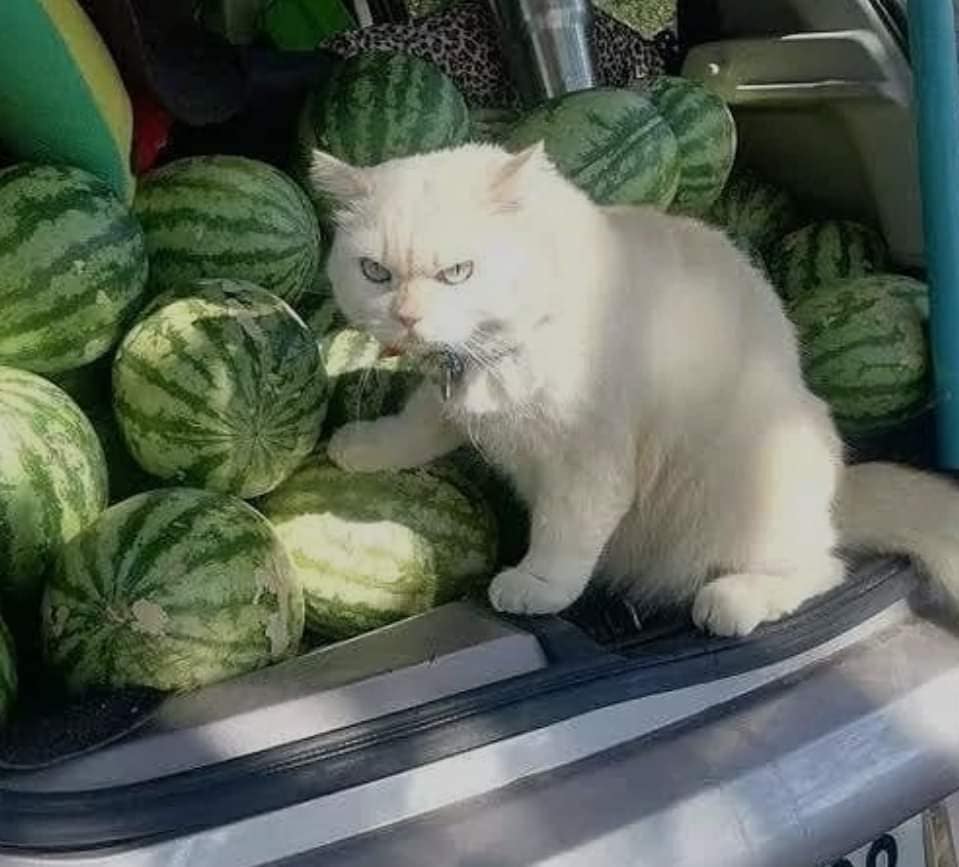 11 Potret lucu hewan tertangkap kamera, ekspresinya aneh-aneh