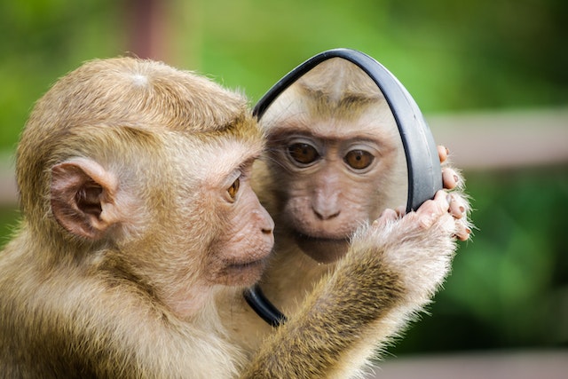 20 Arti mimpi monyet dalam Islam dan primbon Jawa, bisa jadi isyarat kesempatan baik dalam hidupmu