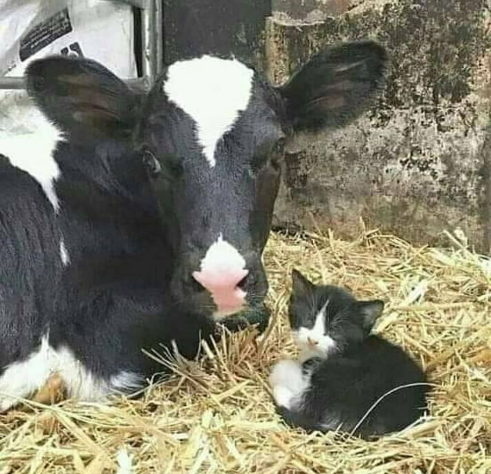 11 Penampakan lucu hewan salah tempat ini bikin mikir keras