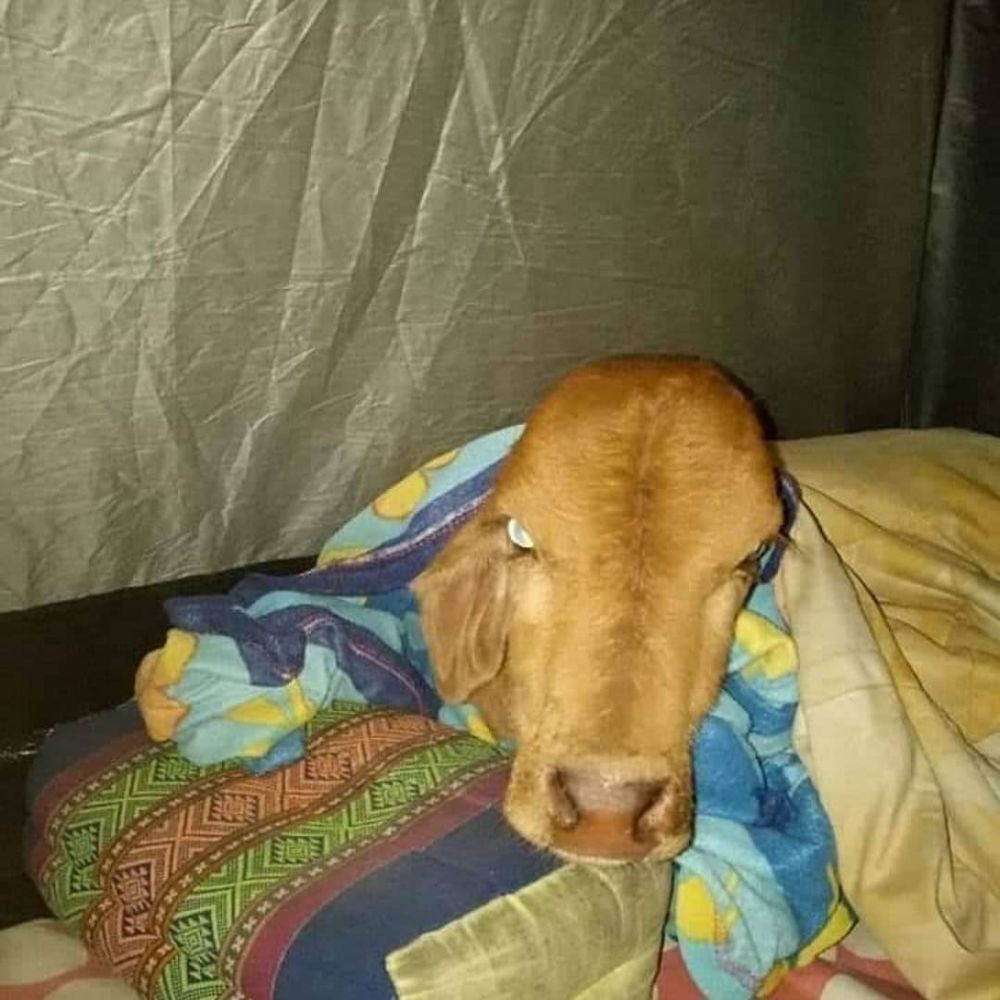 11 Penampakan lucu hewan salah tempat ini bikin mikir keras