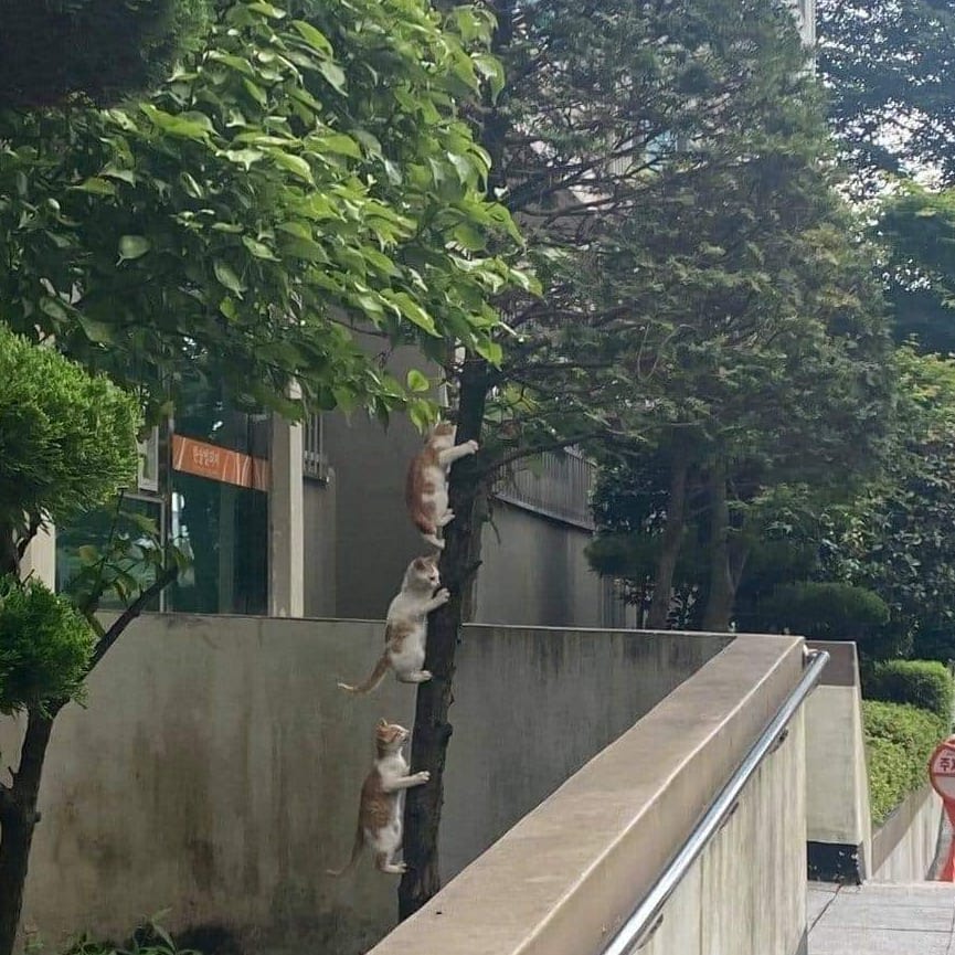 11 Penampakan lucu hewan salah tempat ini bikin mikir keras