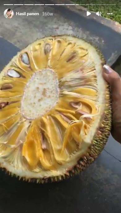 11 Jenis sayur & buah hasil kebun Sarwendah dan Ruben Onsu, komplet