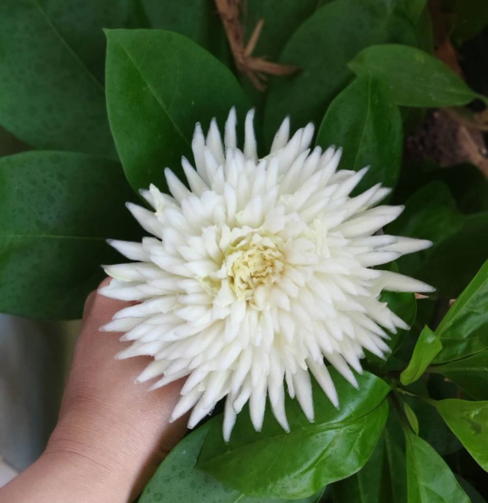 13 Potret carving buah dan sayur ala Devi Permatasari, detailnya indah