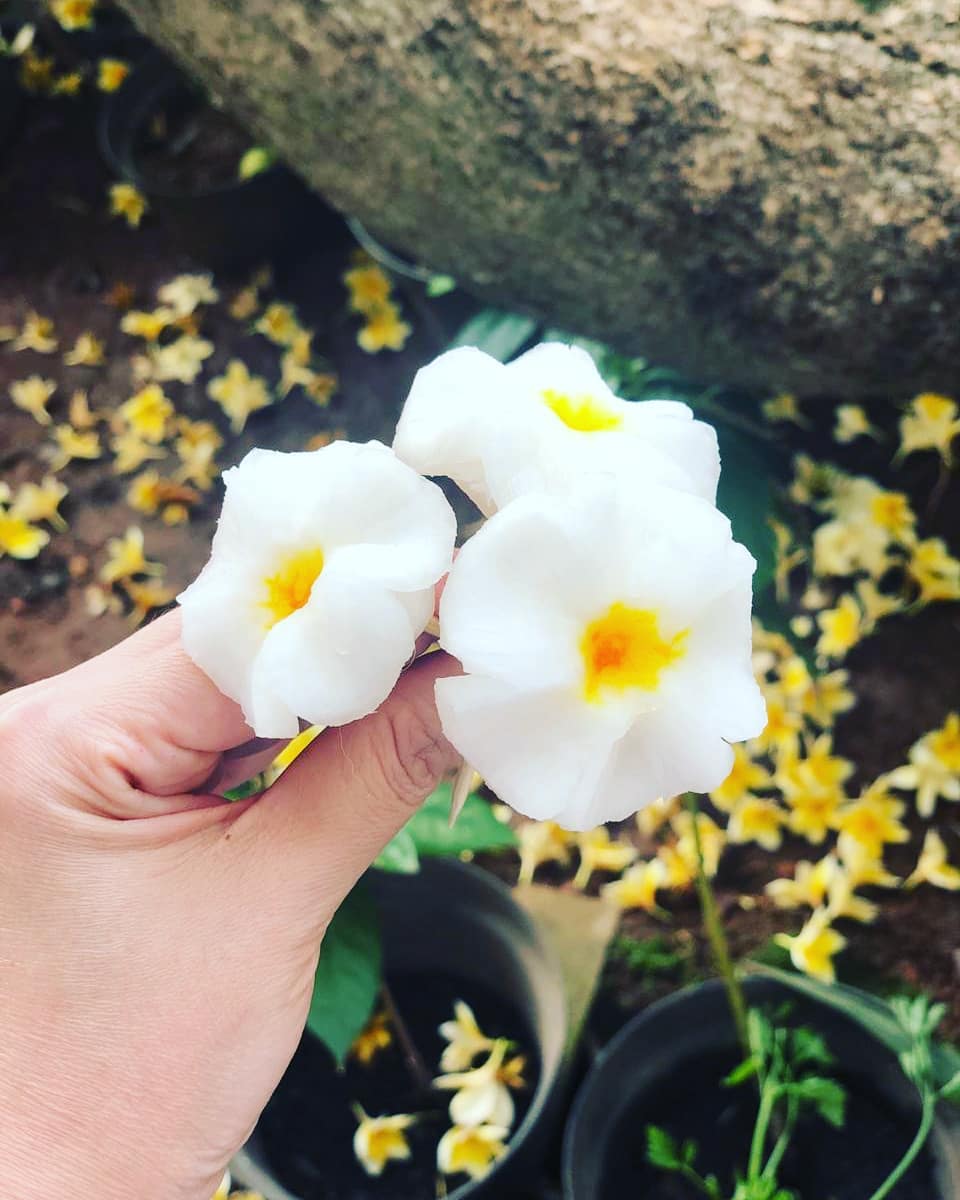 13 Potret carving buah dan sayur ala Devi Permatasari, detailnya indah