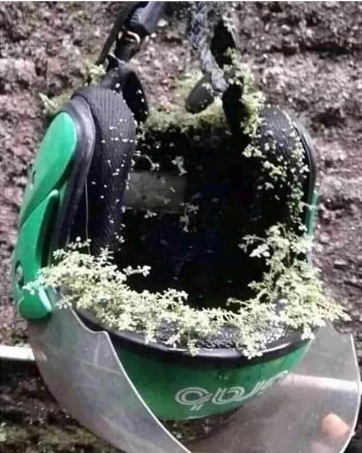 11 Benda ditumbuhi tanaman ini penampakannya bikin heran