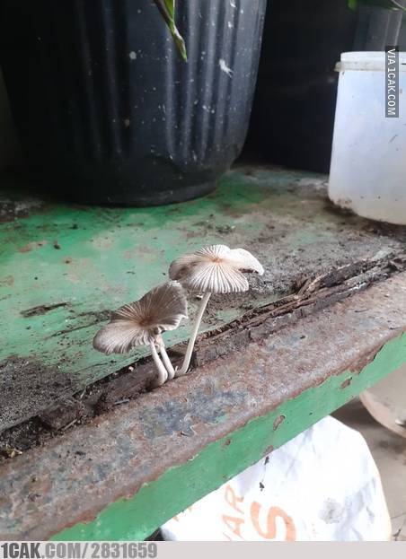 11 Benda ditumbuhi tanaman ini penampakannya bikin heran