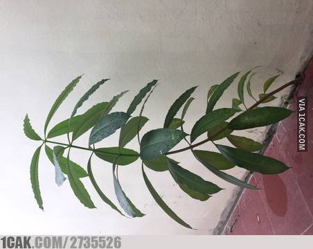 11 Benda ditumbuhi tanaman ini penampakannya bikin heran