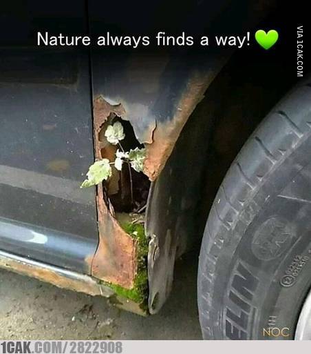 11 Benda ditumbuhi tanaman ini penampakannya bikin heran