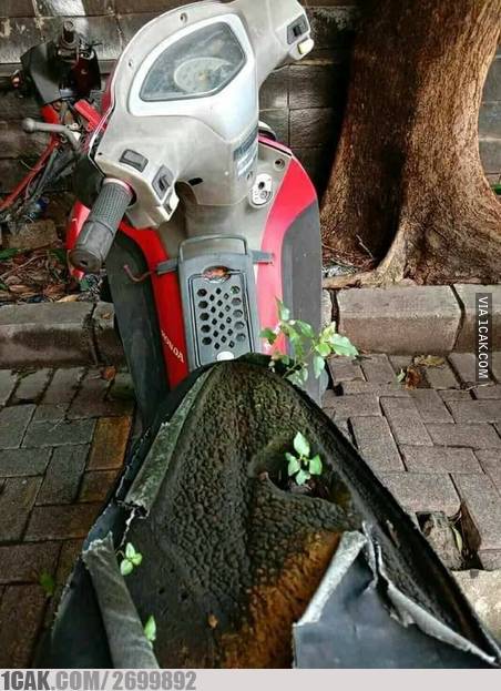 11 Benda ditumbuhi tanaman ini penampakannya bikin heran