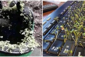 11 Benda ditumbuhi tanaman ini penampakannya bikin heran