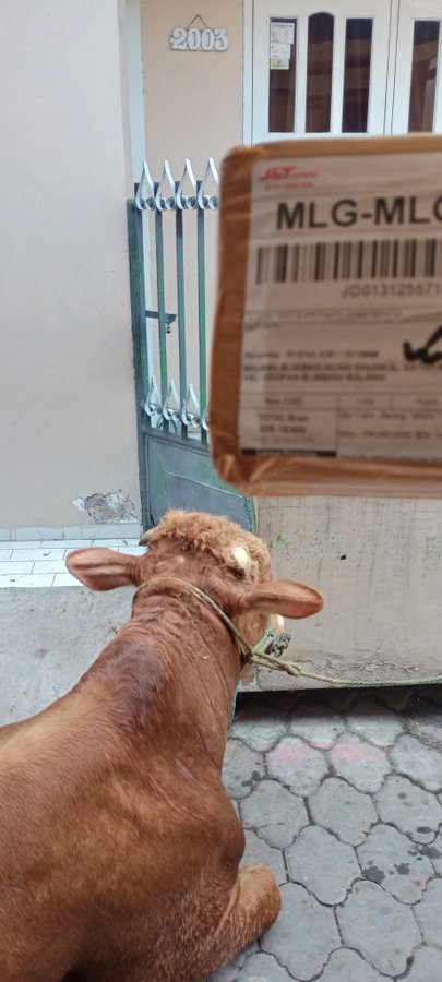 11 Momen lucu ngagetin kurir paket ini bikin ikut ngelus dada