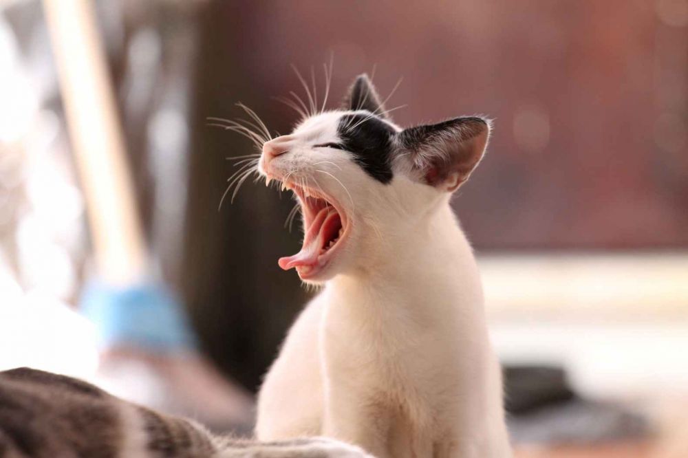 11 Arti mimpi tentang kucing menurut primbon Jawa, punya beragam arti