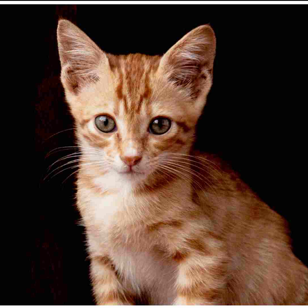 11 Arti mimpi tentang kucing menurut primbon Jawa, punya beragam arti