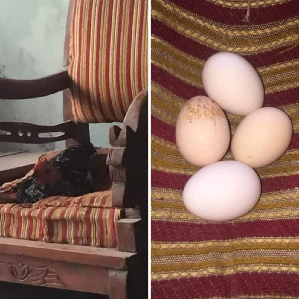 11 Momen tak terduga sama hewan peliharaan, ada yang bikin kaget