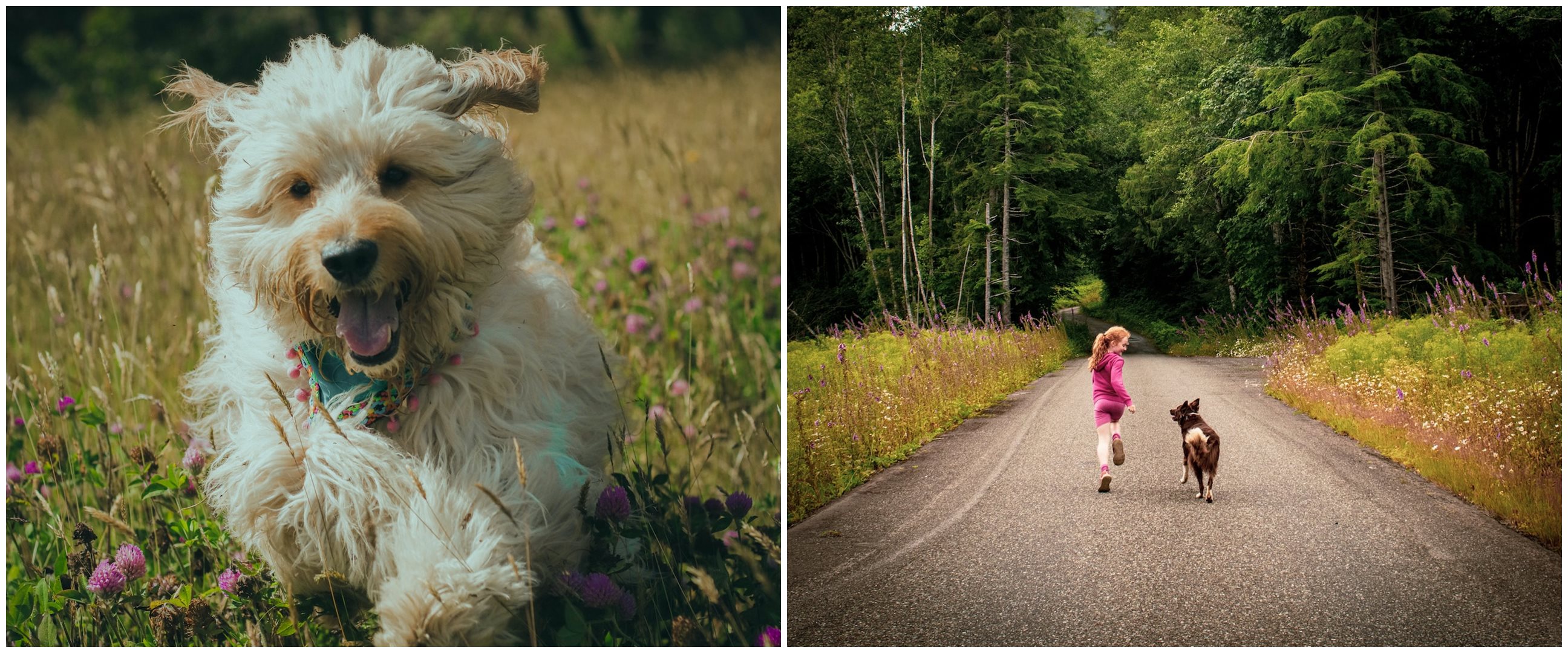 21 Arti mimpi dikejar anjing, bisa jadi ada beban masalah yang belum selesai 