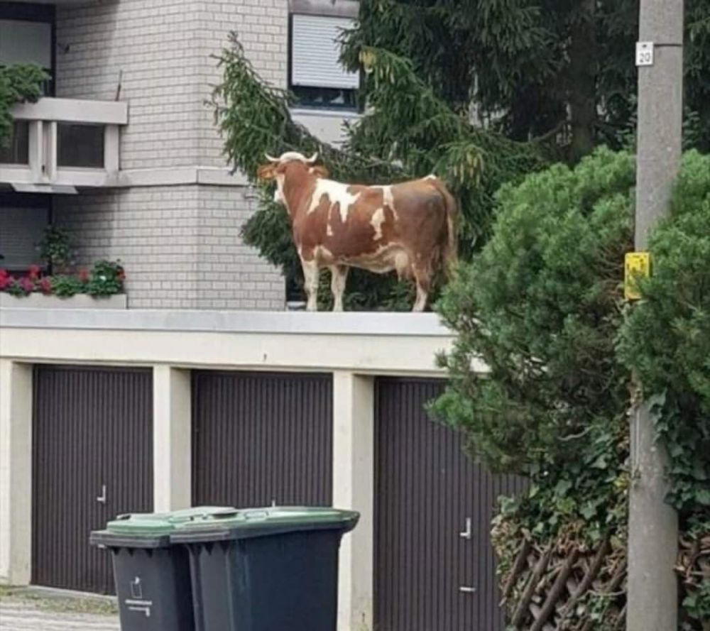 11 Momen lucu hewan muncul di tempat tak terduga, bikin heran lihatnya