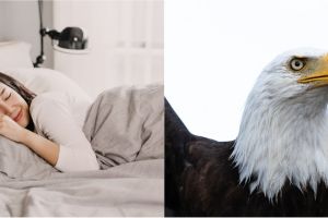 15 Arti mimpi menangkap burung menurut Islam dan primbon