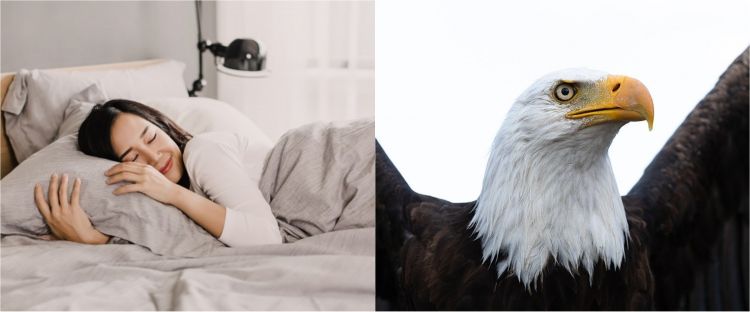 15 Arti Mimpi Menangkap Burung Menurut Islam Dan Primbon