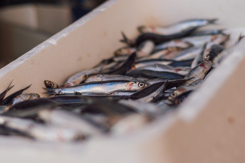 20 Arti mimpi mancing ikan menurut primbon Jawa, tanda keberuntungan