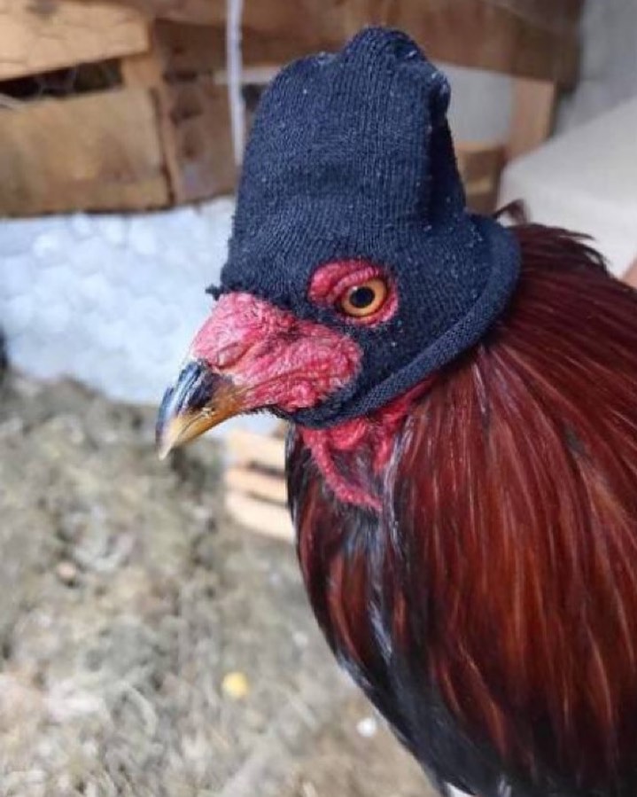 11 Cara nyeleneh orang amanin hewan peliharaan, idenya kocak