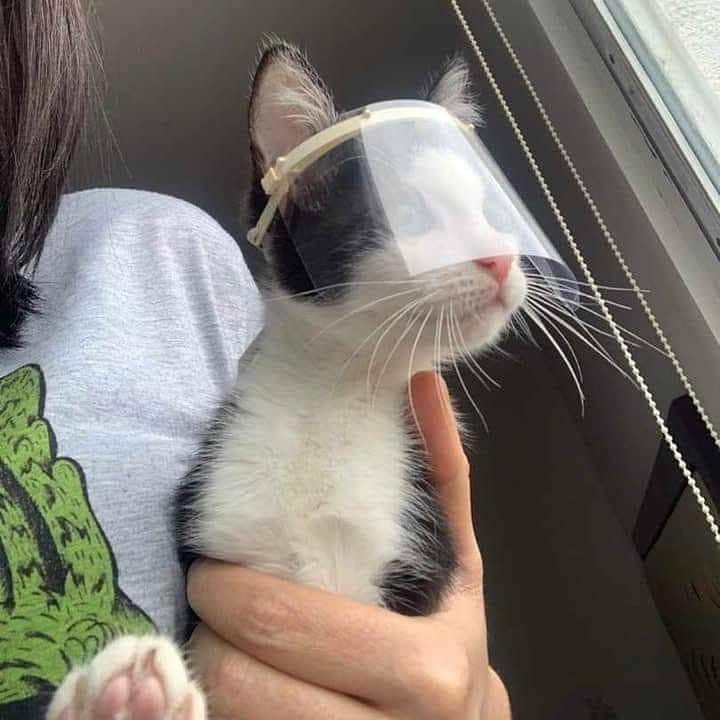 11 Cara nyeleneh orang amanin hewan peliharaan, idenya kocak