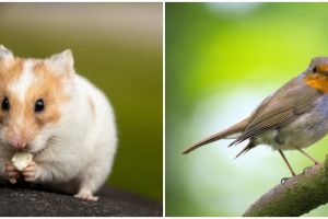 Pilih salah satu hewan ini untuk tahu gimana kondisi emosimu sekarang