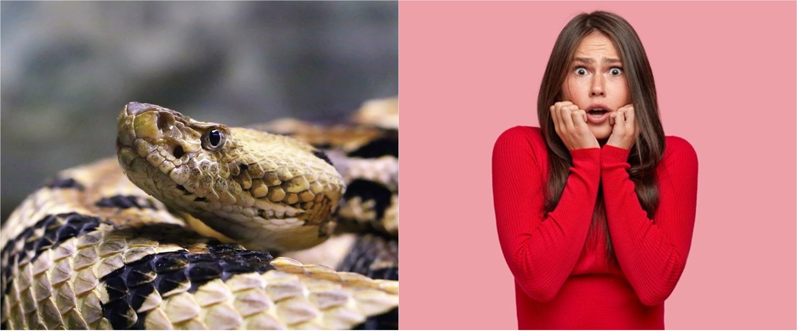 11 Arti mimpi digigit ular menurut primbon Jawa, jadi peringatan