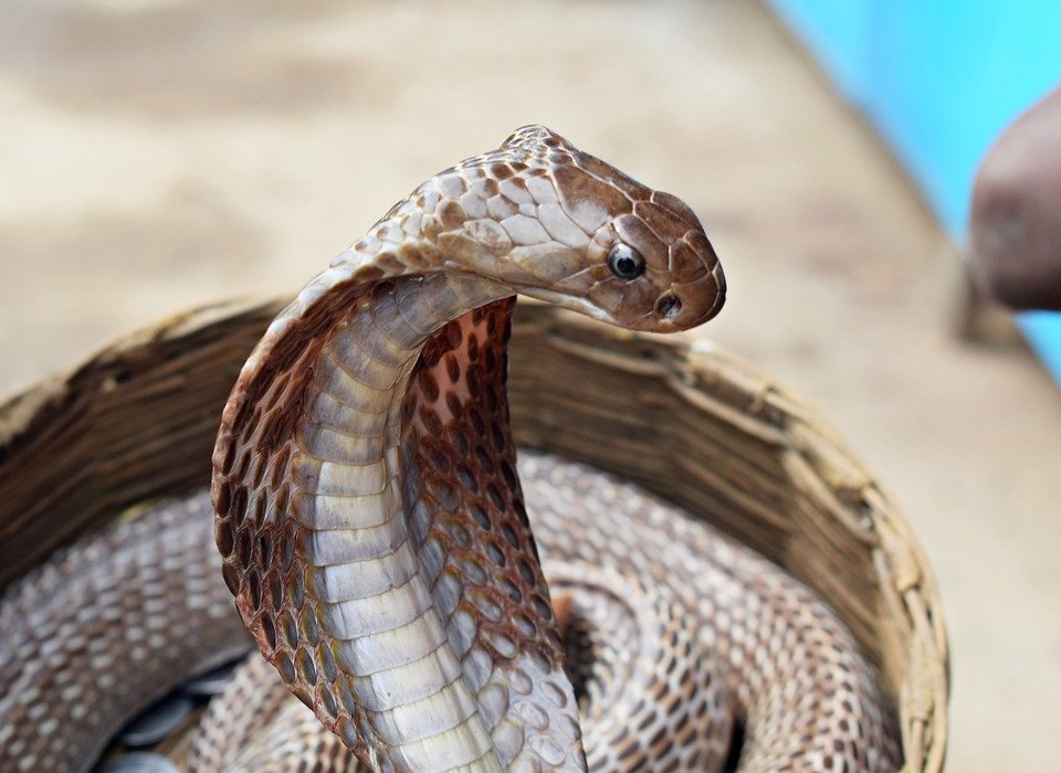 45 Arti mimpi digigit ular menurut primbon Jawa, adanya kabar baik dan peringatan