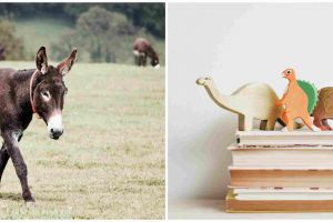 7 Contoh teks fabel lengkap dengan pesan moral dan penjelasan struktur