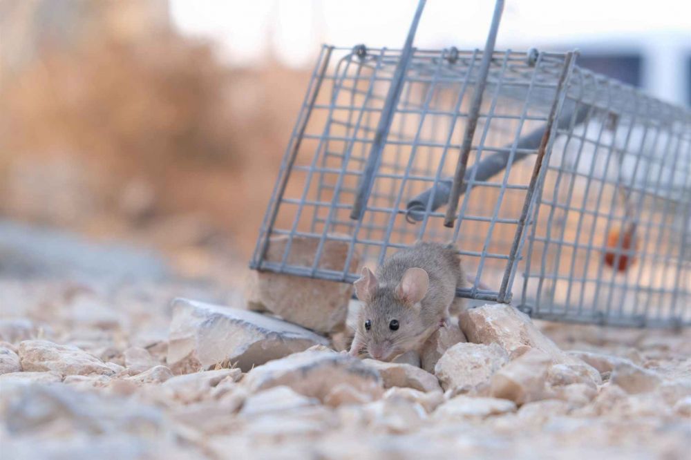 11 Arti mimpi tikus menurut primbon Jawa, beri beragam pertanda