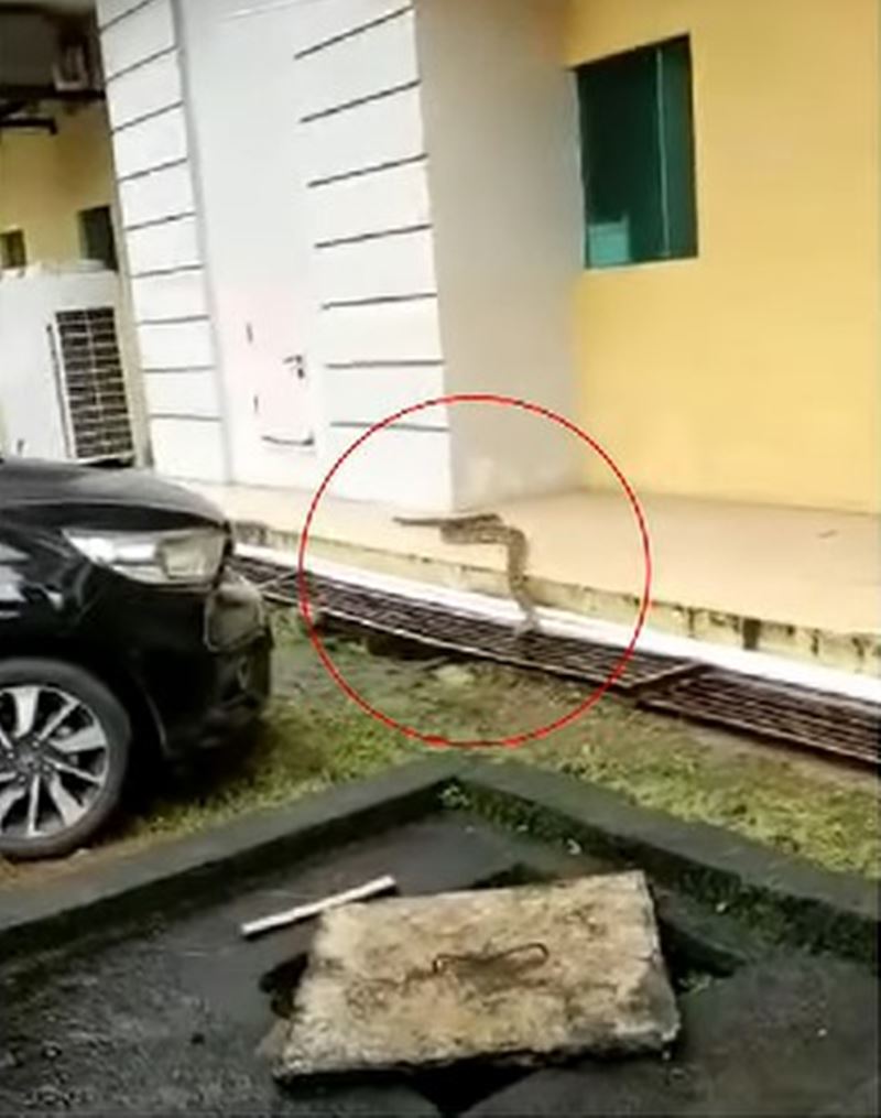 Bikin geger, ular piton 5 meter muncul di area RS Wahidin Makassar