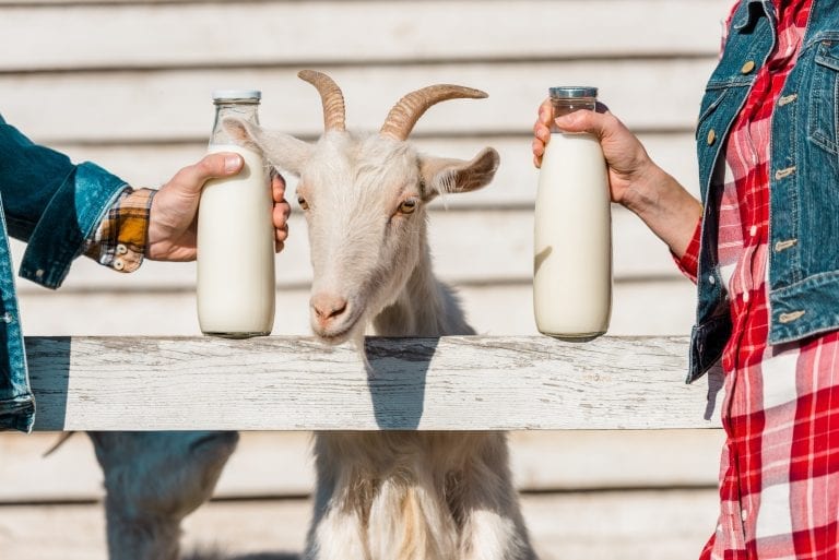 Ini manfaat susu formula kambing untuk tumbuh kembang si kecil  