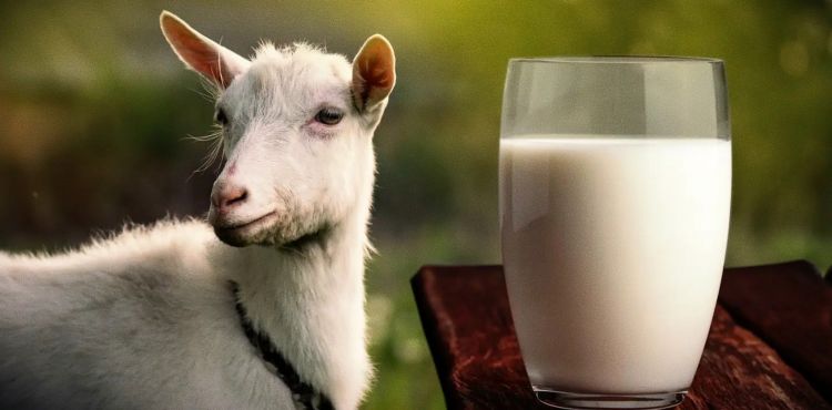 Ini manfaat susu formula kambing untuk tumbuh kembang si kecil - News+