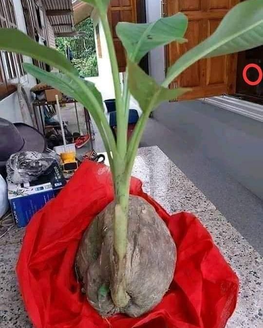 21 Penampakan lucu buah di pohon ini bikin mata pengen lihat dua kali