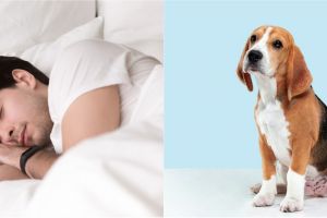 11 Arti mimpi digigit anjing menurut Islam & primbon Jawa, penuh makna