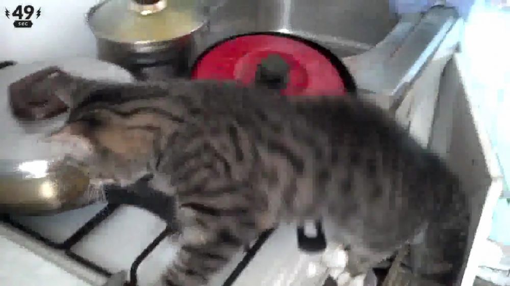 9 Momen kucing terpeleset, niat cuci kaki malah nyebur