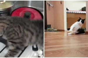 9 Momen kucing terpeleset, niat cuci kaki malah nyebur