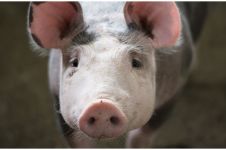 Cetak sejarah, ahli bedah transplantasi jantung babi ke manusia